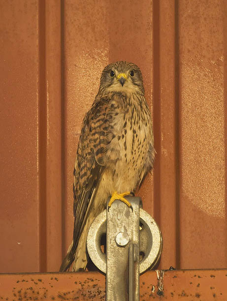 Tuulihaukka, Common Kestrel, Falco tinnunculus